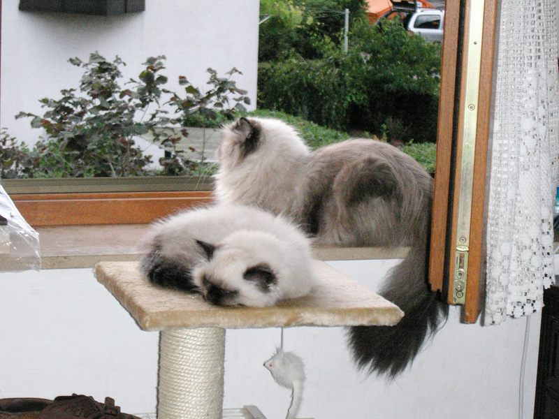 w2964 Mika looks out Lilian naps.jpg 221.5K